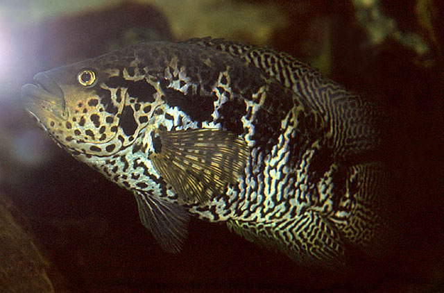 Parachromis managuensis