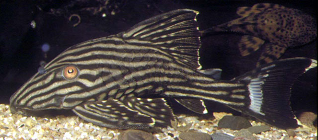 Panaque nigrolineatus