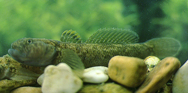 Padogobius nigricans