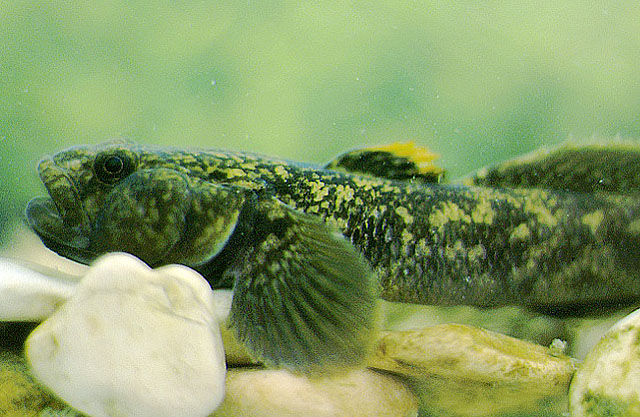 Padogobius nigricans