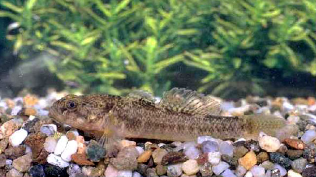 Padogobius nigricans