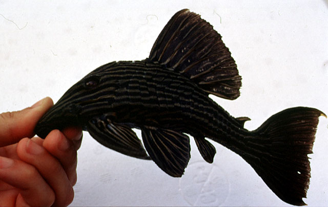 Panaque nigrolineatus