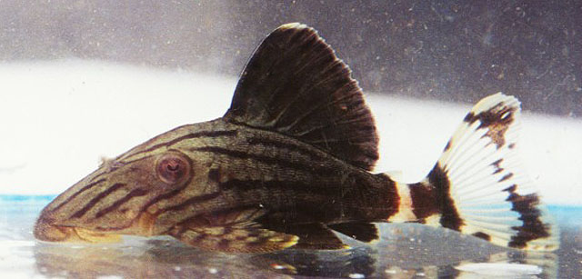 Panaque nigrolineatus