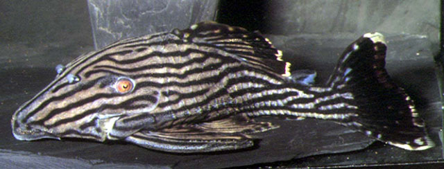 Panaque nigrolineatus