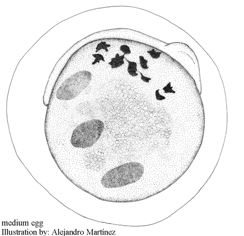 Parablennius ruber