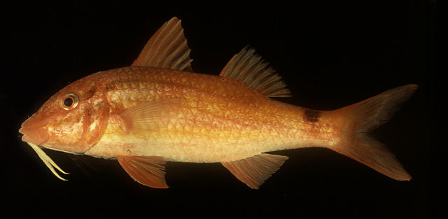 Parupeneus spilurus