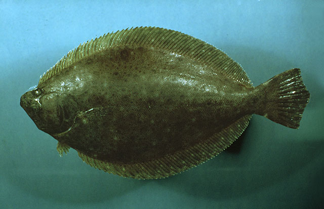 Paralichthys squamilentus