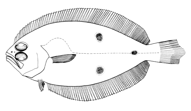 Paralichthys triocellatus