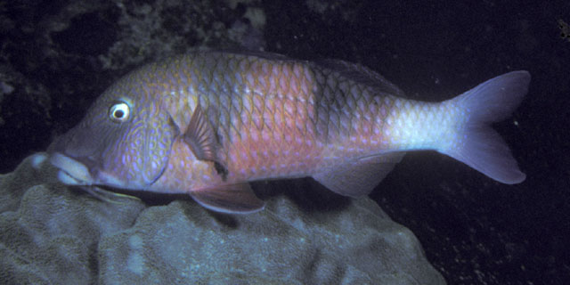 Parupeneus trifasciatus