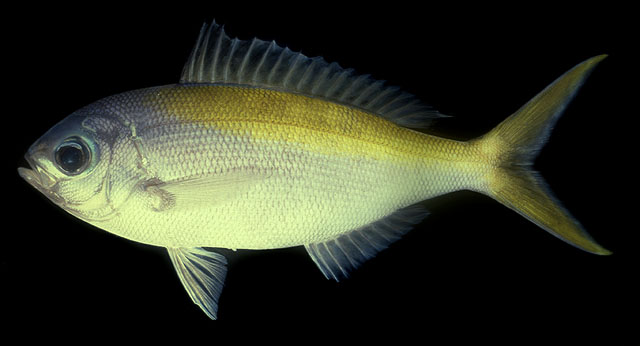 Paracaesio xanthura