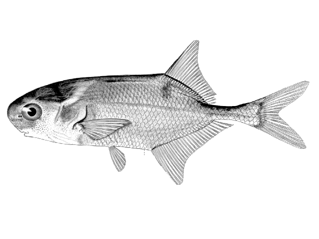 Petrocephalus christyi