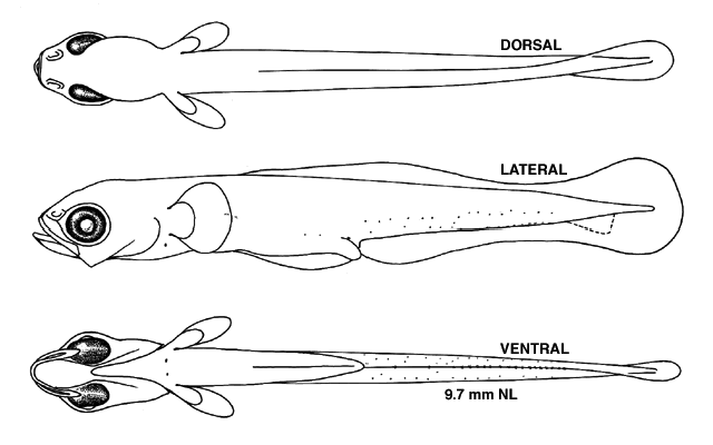 Perca flavescens