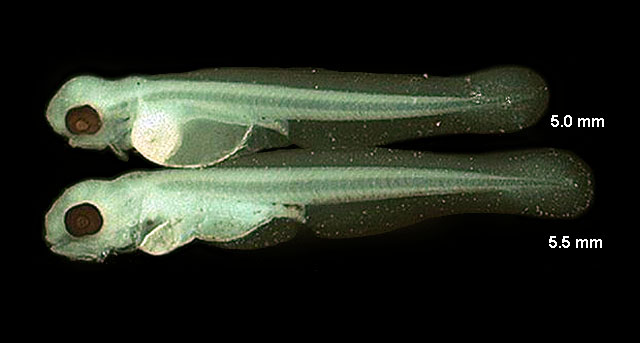 Perca fluviatilis