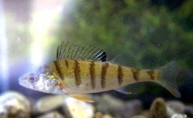 Perca fluviatilis