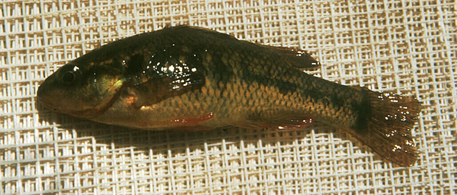 Pegil_u0.jpg