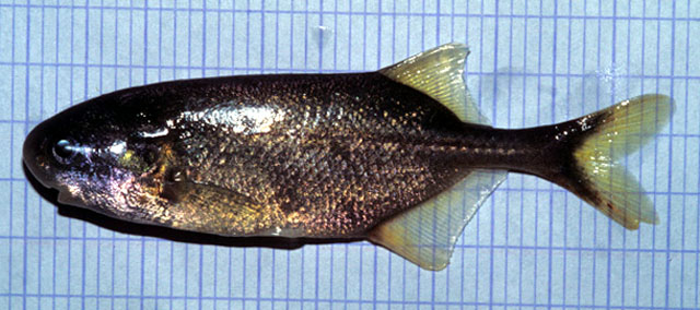 Petrocephalus pellegrini