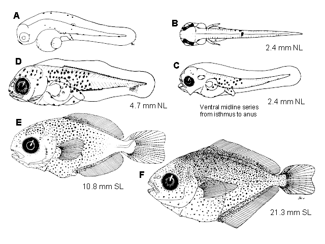 Peprilus simillimus