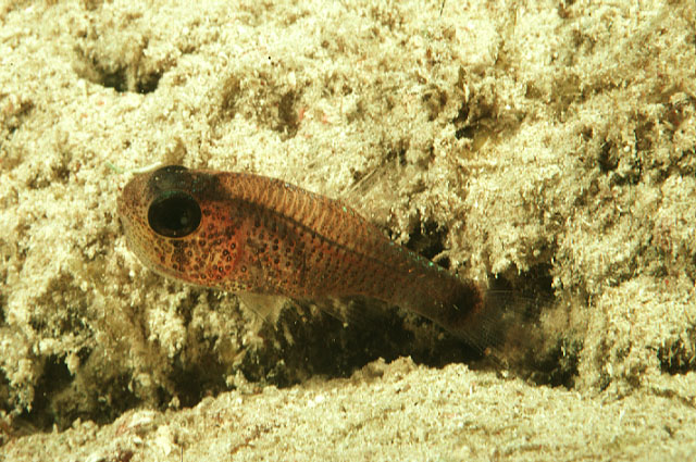 Phaeoptyx pigmentaria