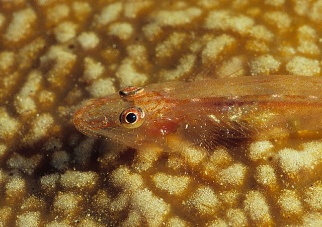 Phyllogobius platycephalops