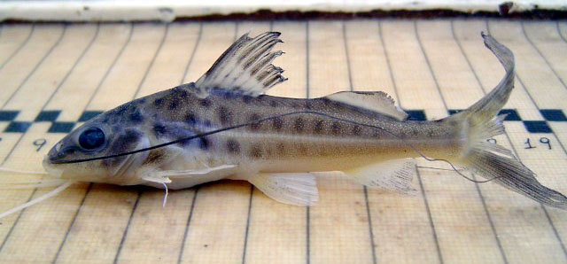 Pimelodus maculatus