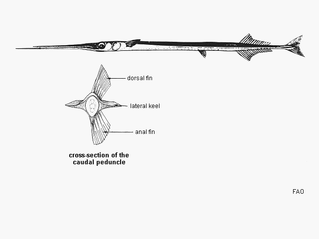 Platybelone argalus pterura