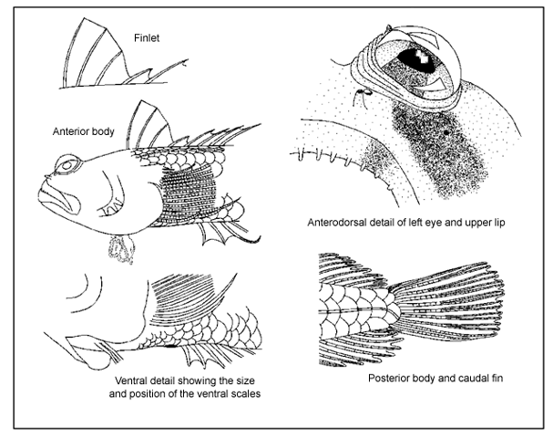 Platygillellus brasiliensis