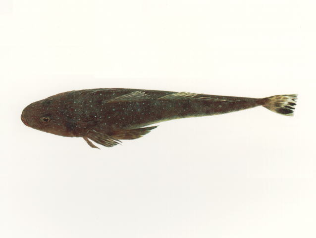 Platycephalus caeruleopunctatus