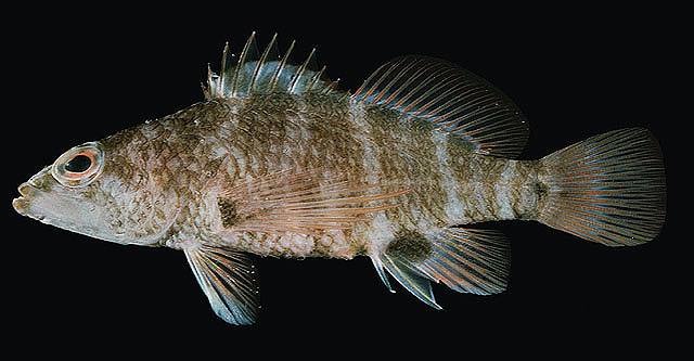 Plectranthias cirrhitoides