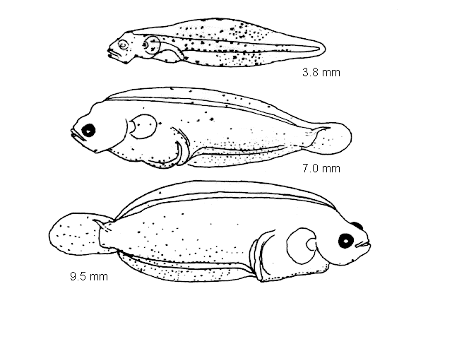 Platichthys flesus