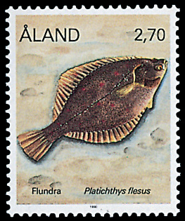 Platichthys flesus