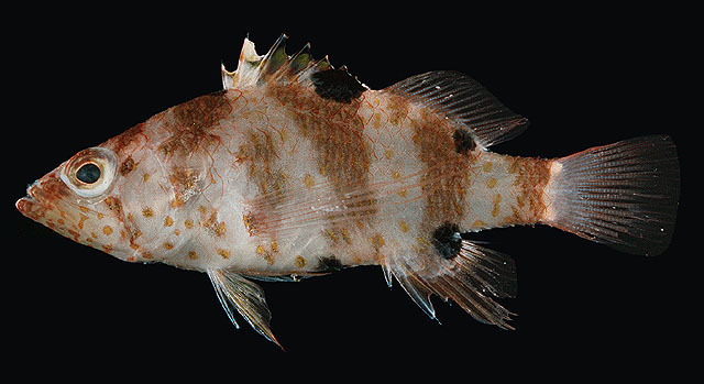 Plectranthias fourmanoiri