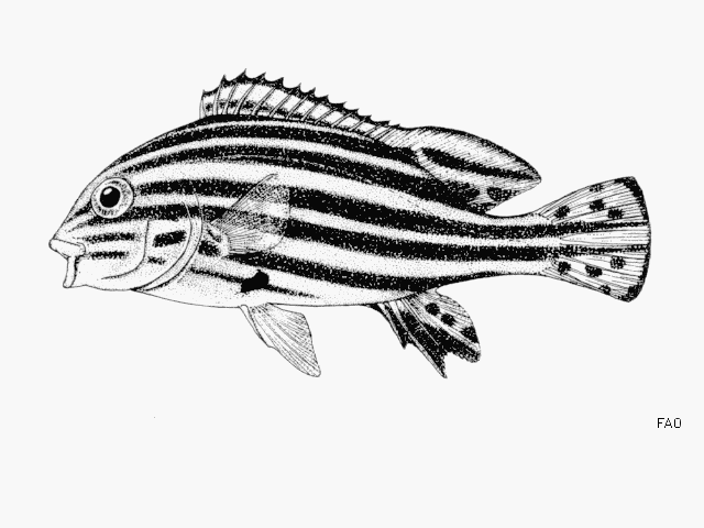 Plectorhinchus gaterinus