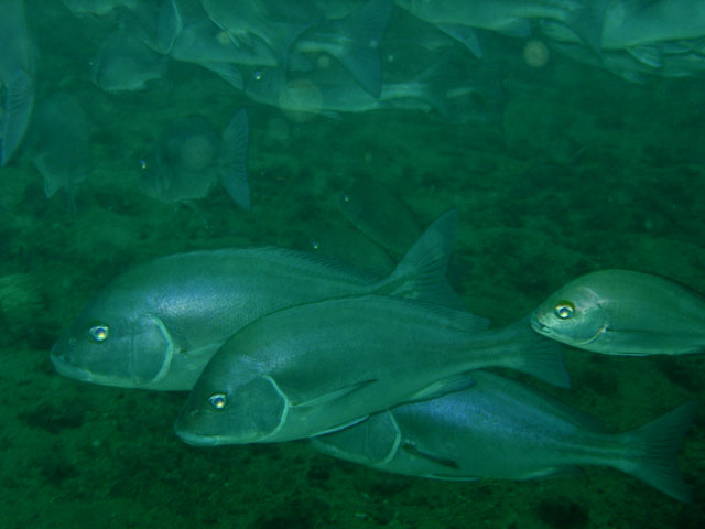 Plectorhinchus mediterraneus