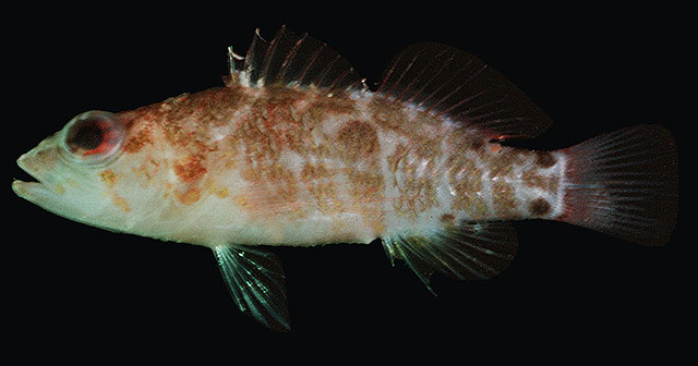 Plectranthias nanus