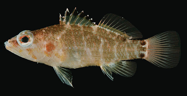 Plectranthias nanus