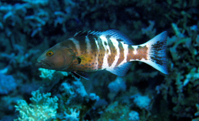 Plectropomus pessuliferus