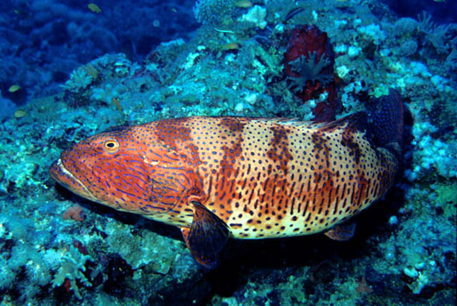 Plectropomus pessuliferus