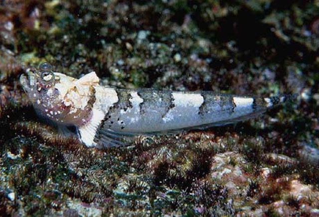 Platygillellus rubellulus