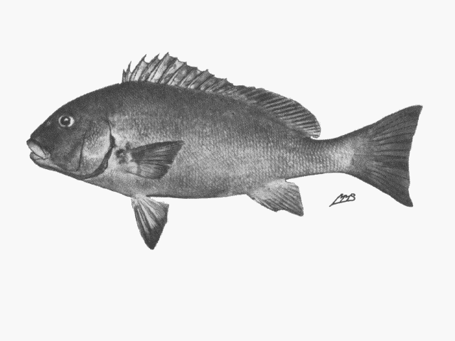 Plectorhinchus sordidus