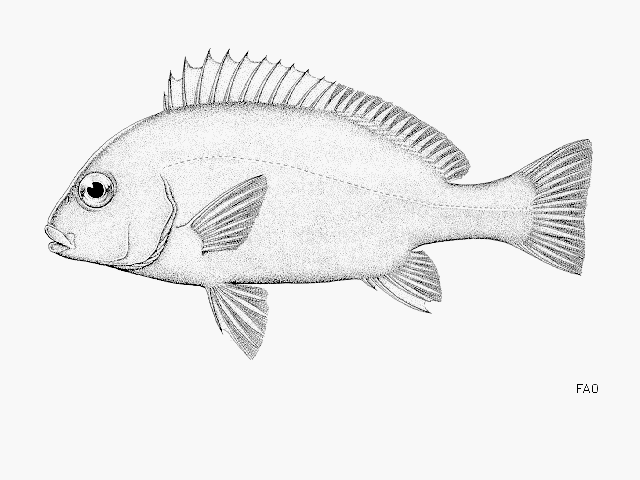 Plectorhinchus sordidus