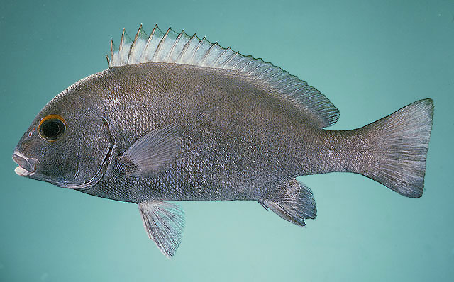 Plectorhinchus sordidus