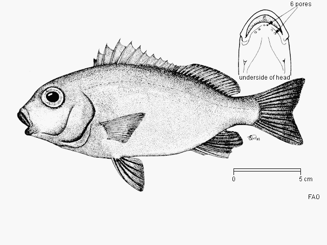 Plectorhinchus sordidus