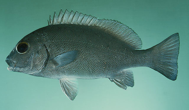 Plectorhinchus sordidus