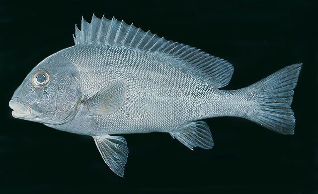 Plectorhinchus sordidus