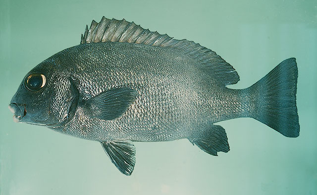 Plectorhinchus sordidus