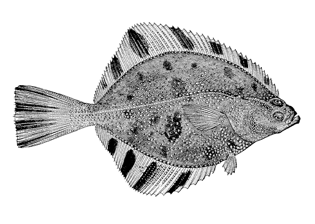 Platichthys stellatus