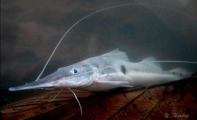 Platystomatichthys sturio