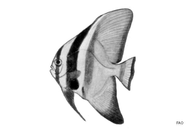 Platax teira