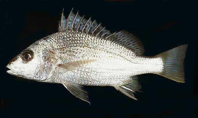 Pomadasys argenteus