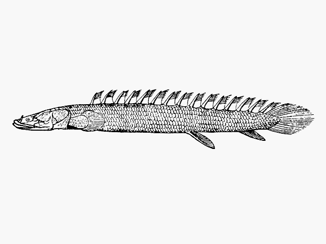 Polypterus bichir